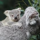 Koalajungtier aus dem Zoo Duisburg