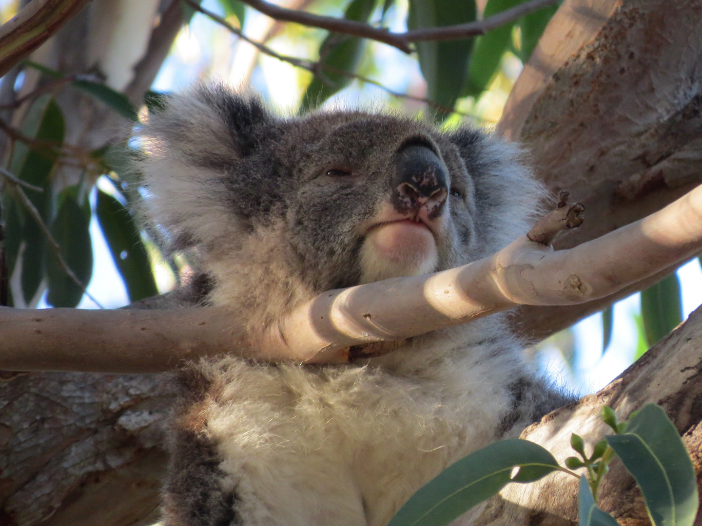 Koalalalalalala in Australien
