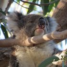 Koalalalalalala in Australien