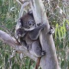 Koalamutter mit "Backpack" am
