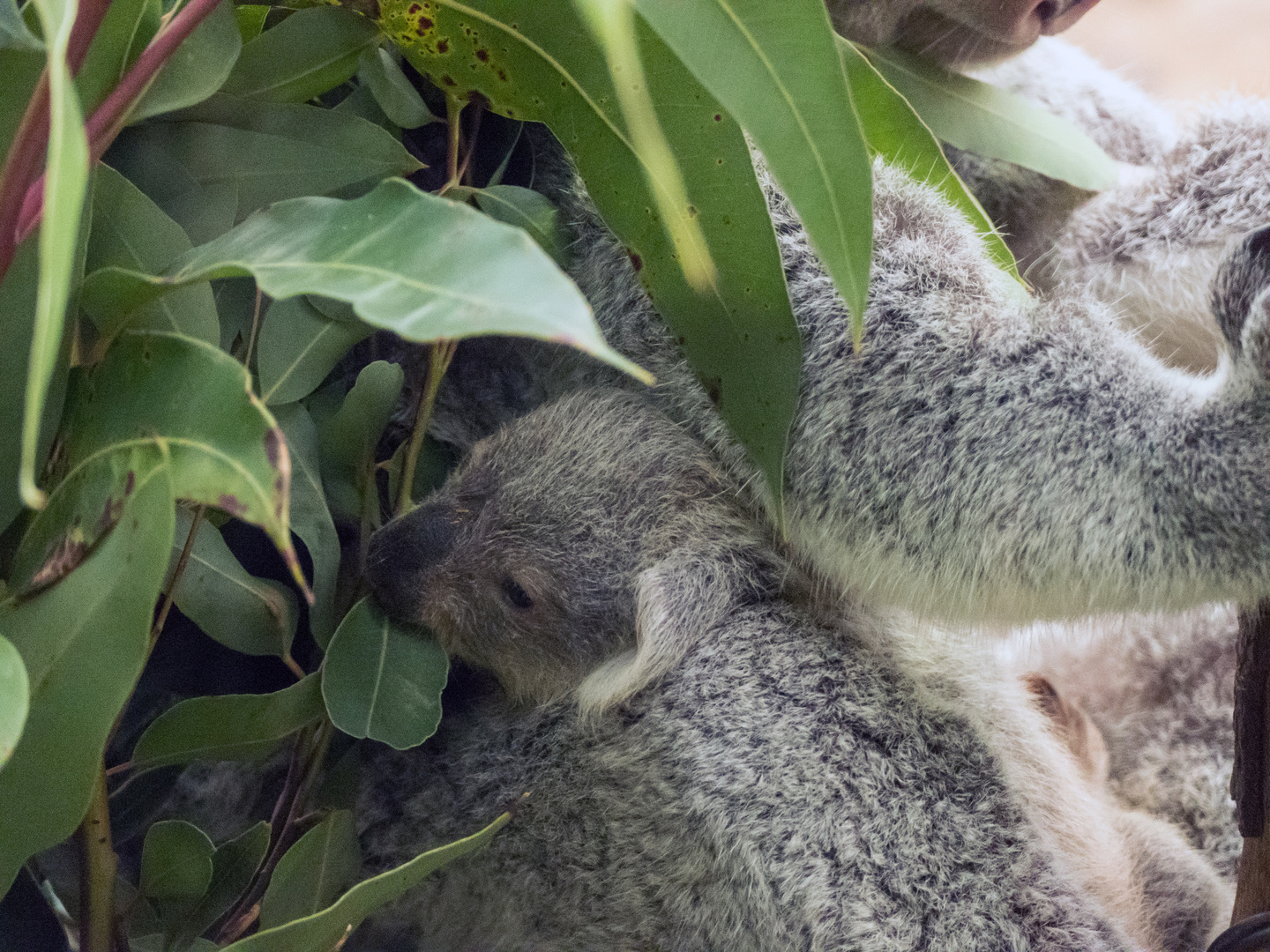 Koalanachwuchs 