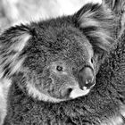 Koalaportrait