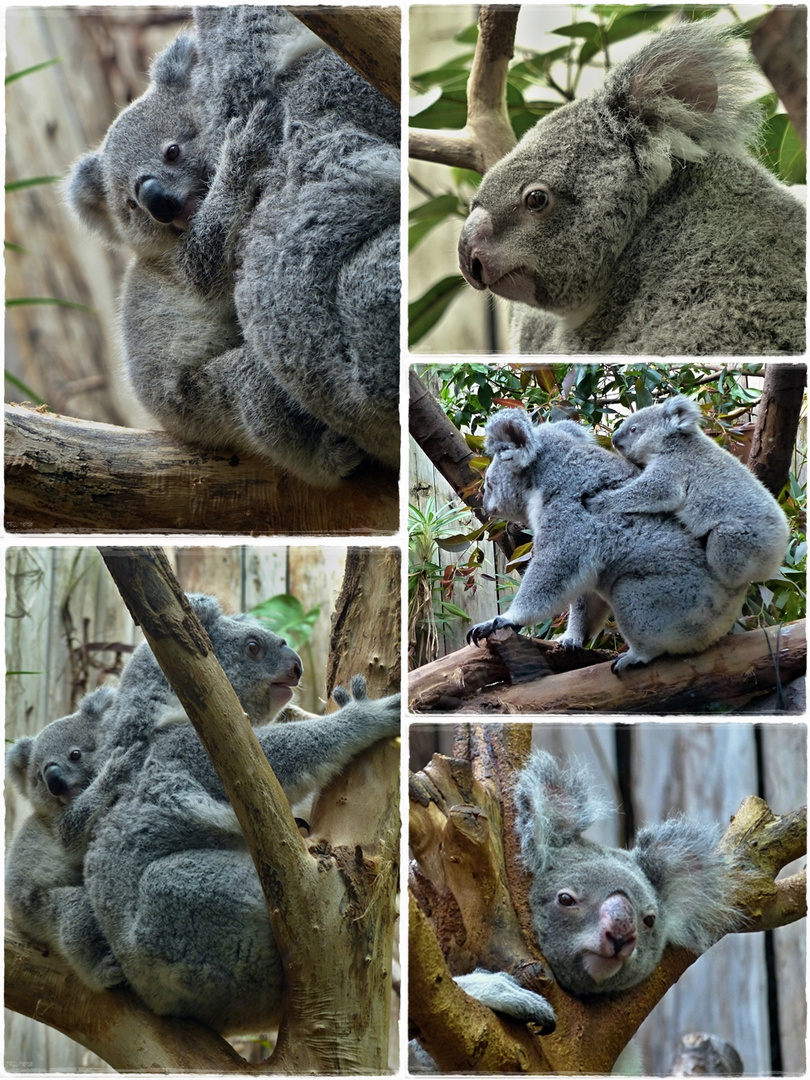 Koalas