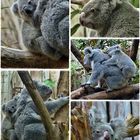 Koalas