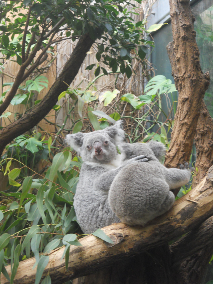 Koalas