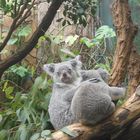 Koalas