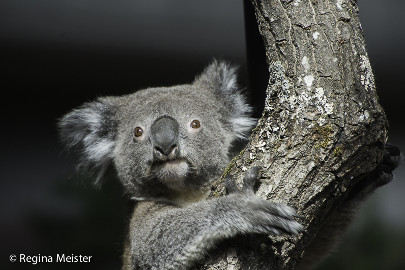 Koalas