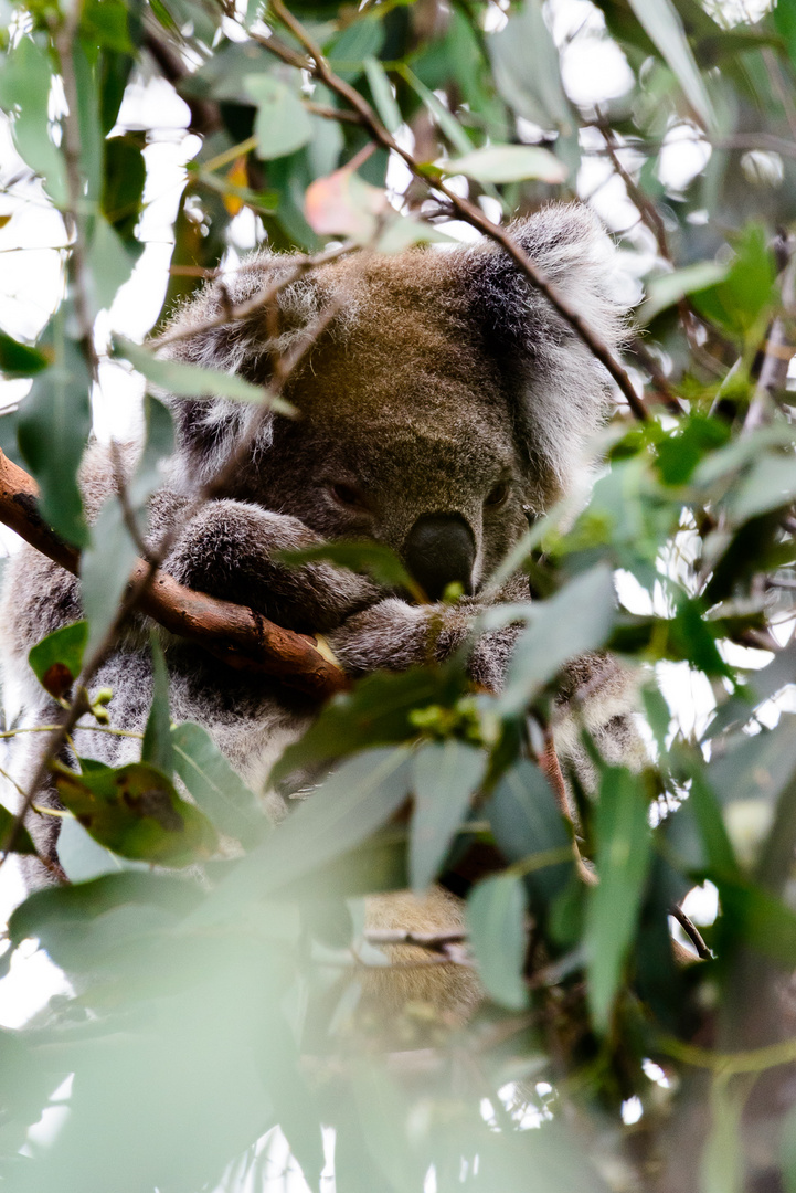 Koalas auf Kangaroo Island 1