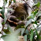 Koalas auf Kangaroo Island 1