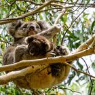 Koalas auf Kangaroo Island 2