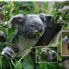 Koala's