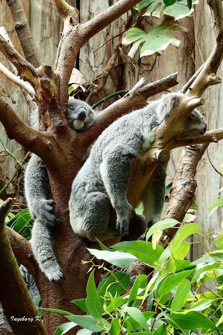 Koalas beim Mittagsschlaf - Zoo Duisburg