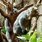 Koalas beim Mittagsschlaf - Zoo Duisburg