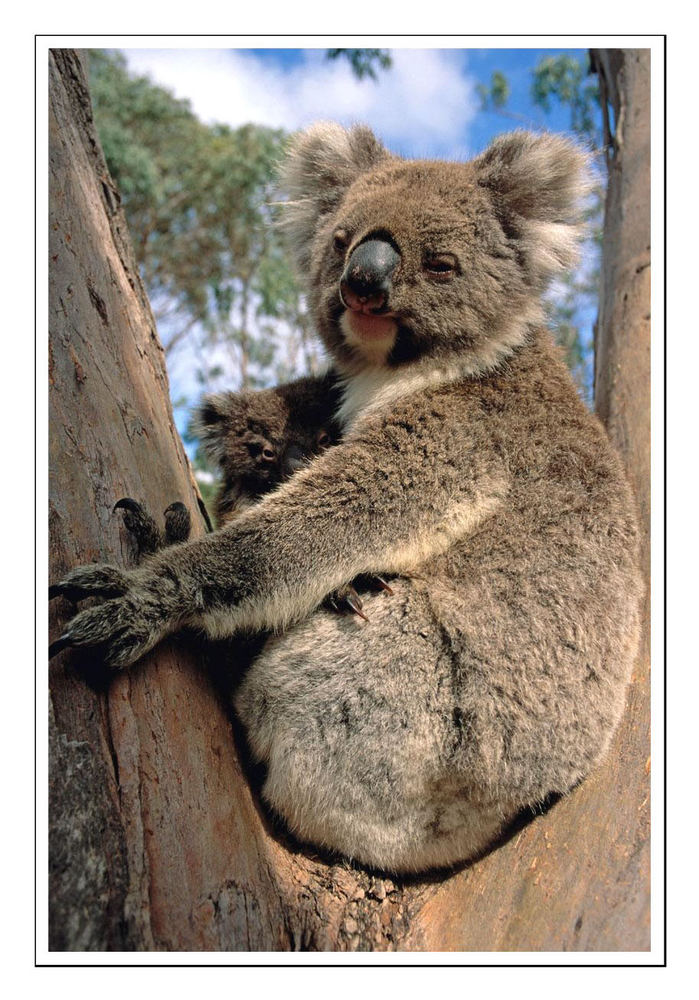 Koalas • Flinders Chase National Park