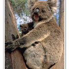 Koalas • Flinders Chase National Park