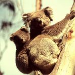 Koalas huckepack im Doppelpack