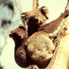 Koalas huckepack im Doppelpack