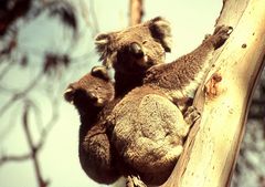 Koalas huckepack im Doppelpack