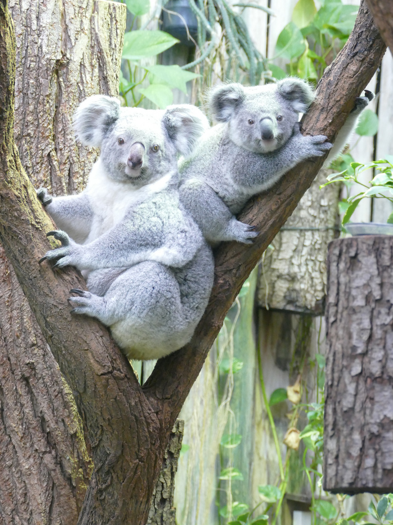 Koalas im Duisburger Zoo