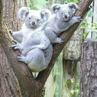 Koalas im Duisburger Zoo