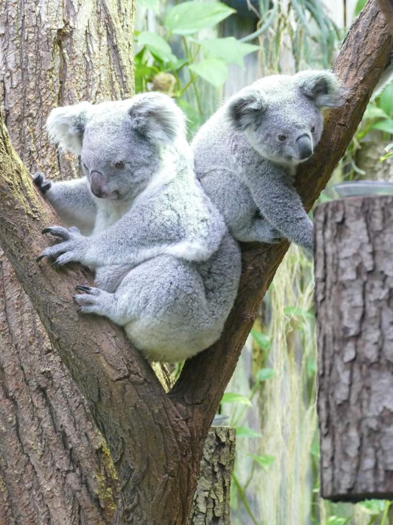 Koalas im Duisburger Zoo