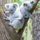 Koalas im Duisburger Zoo