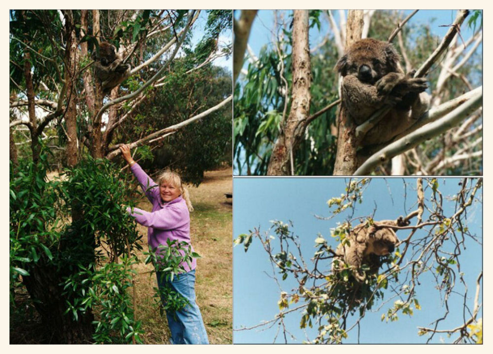 Koalas im Wildnis