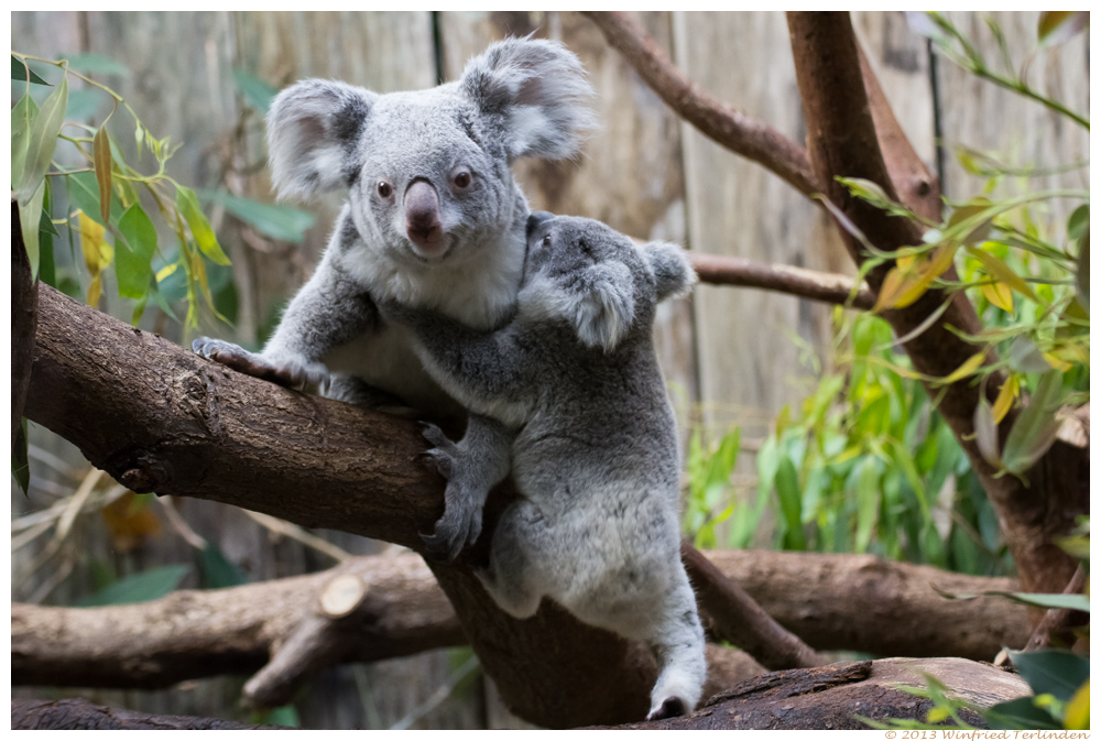 Koalas während des Wiegens...