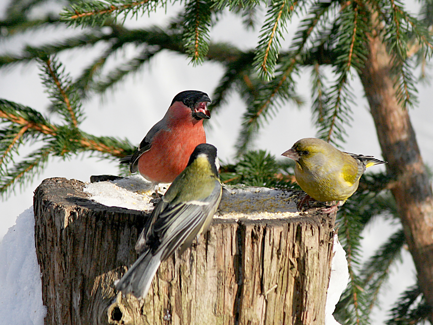 Koalition.(Pyrrhula Pyrrhula,Chloris Chloris,Parus major)