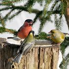 Koalition.(Pyrrhula Pyrrhula,Chloris Chloris,Parus major)