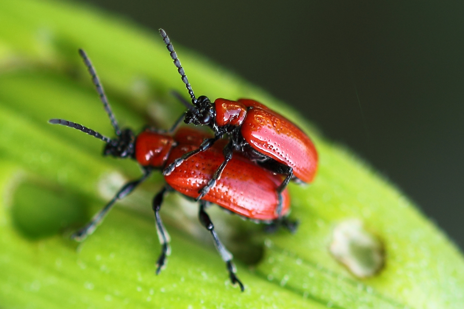 Koalitionskäfer (rot-schwarz)