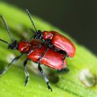 Koalitionskäfer (rot-schwarz)