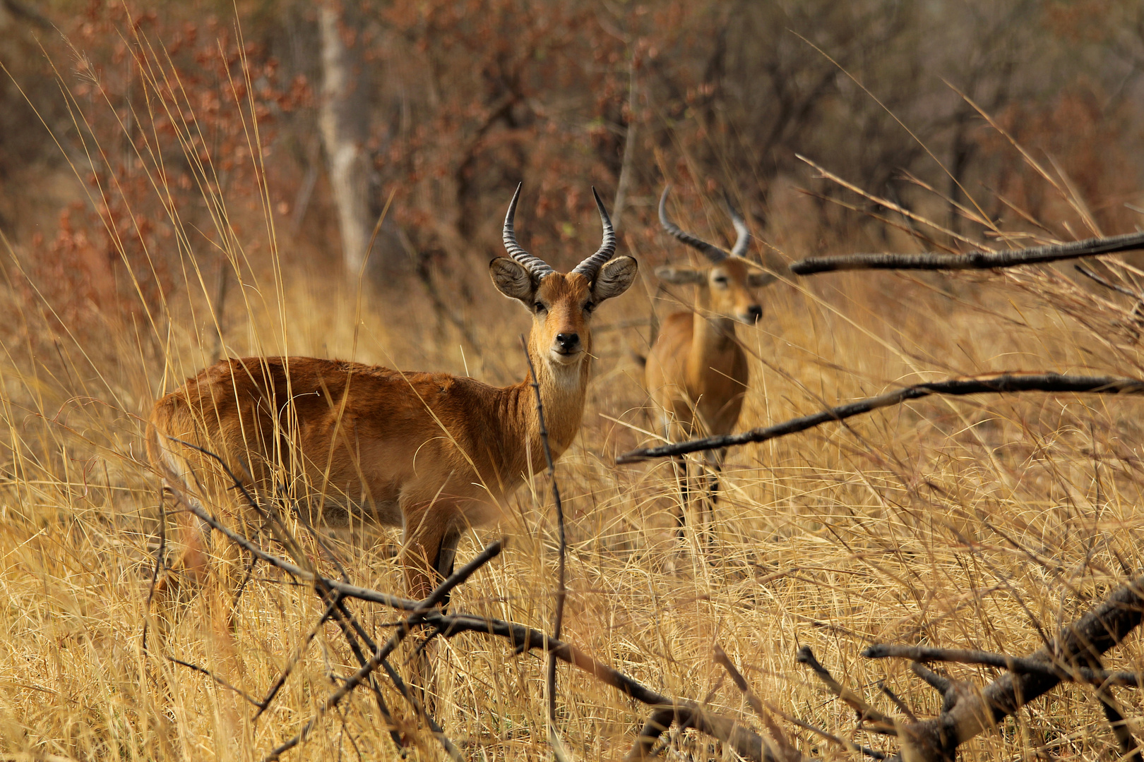 Kob-Antilopen im Pendjari National Park