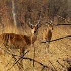 Kob-Antilopen im Pendjari National Park