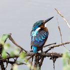 Kobalteisvogel - Half-collared kingfisher (Alcedo semitorquata)