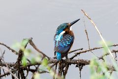 Kobalteisvogel - Half-collared kingfisher (Alcedo semitorquata)