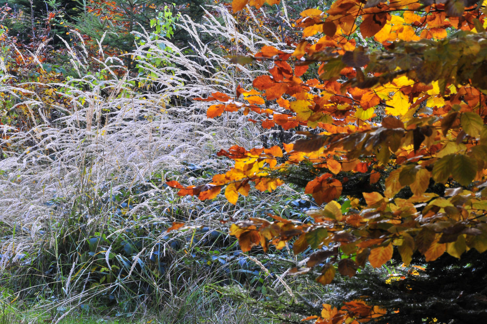 KOBERNAUSER WALD