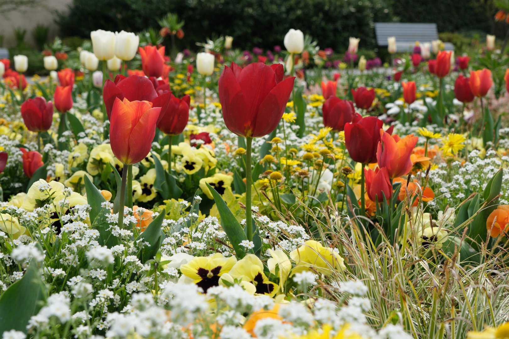 Koblenzer Blumenhof (1)