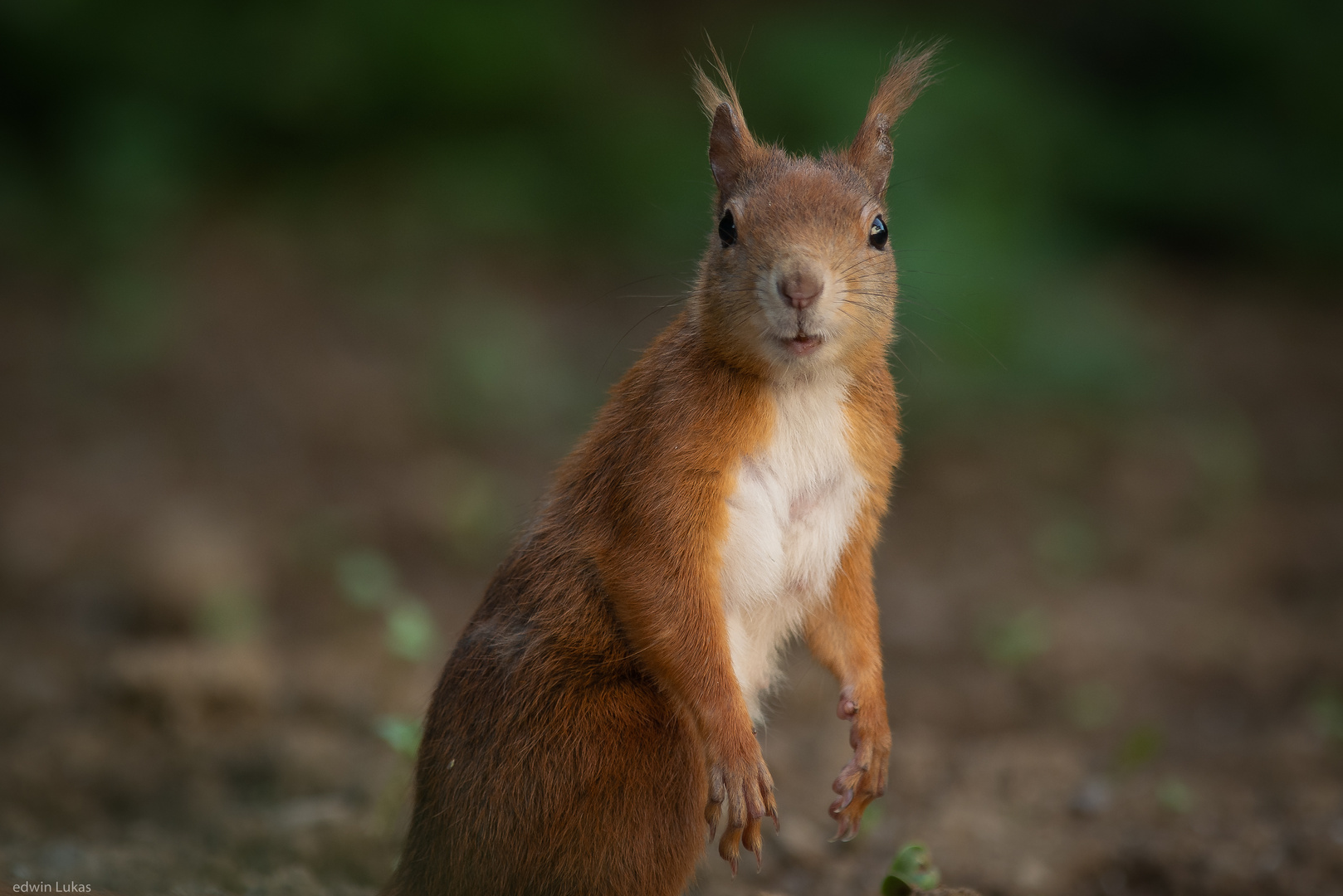 Kobold grüßt Rainer :-))....aber auch alle Anderen :-))