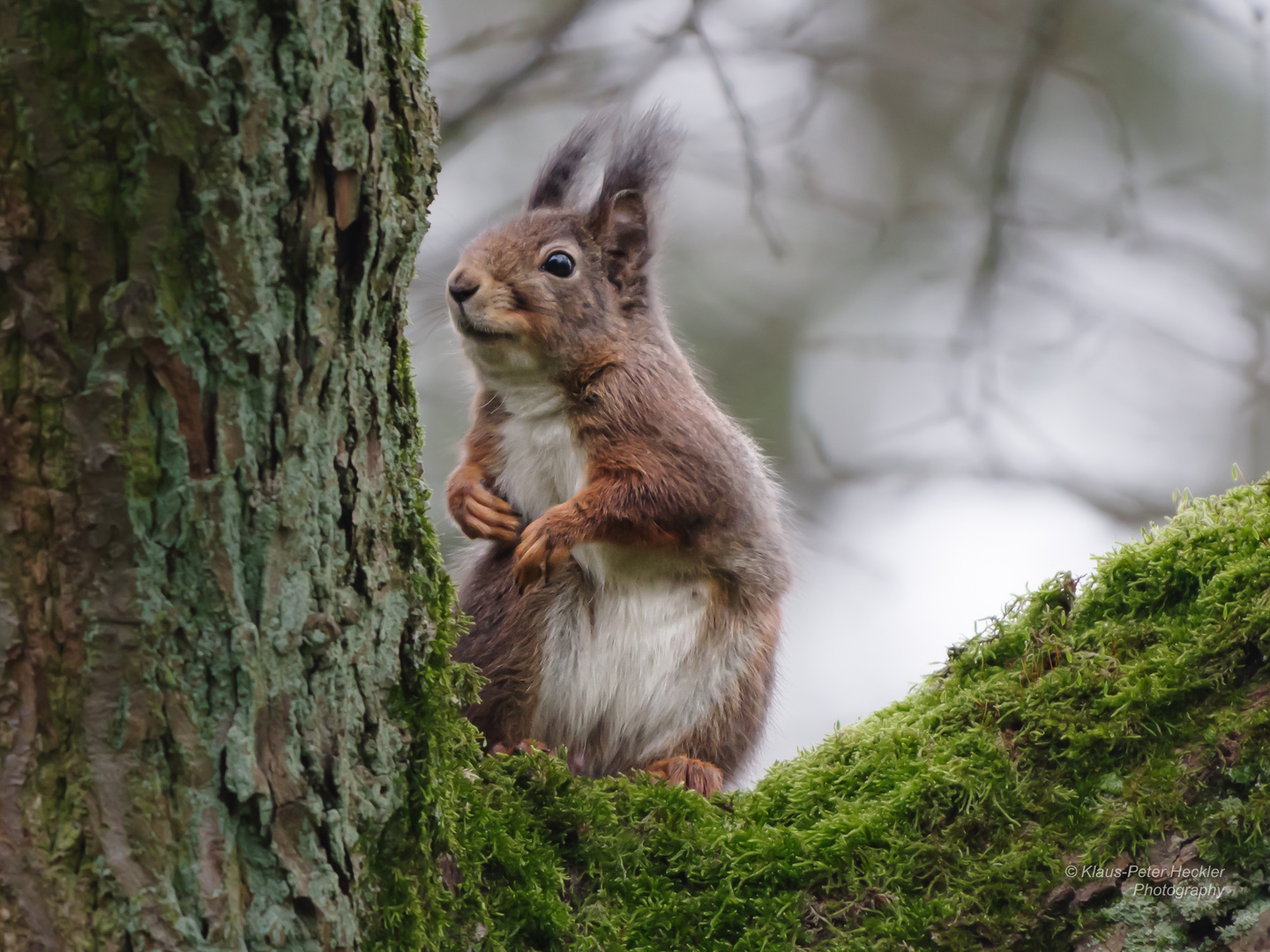 Kobold im Baum 