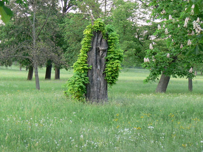 Kobold im Baum - oder wer schaut mir hier entgegen?