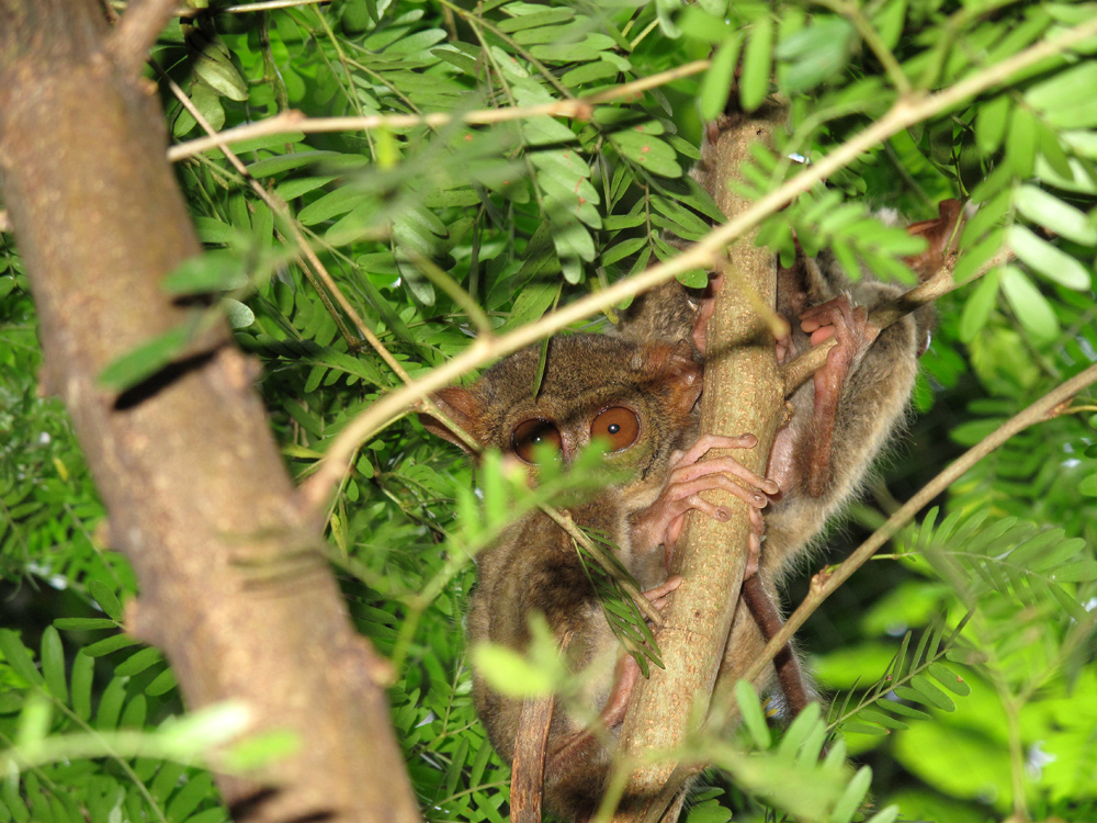 Koboldmaki, Tarsius Tasier