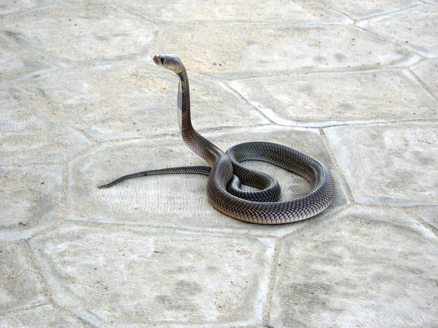 Kobra: Schön, aber mit tödlichem Gift