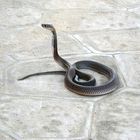 Kobra: Schön, aber mit tödlichem Gift