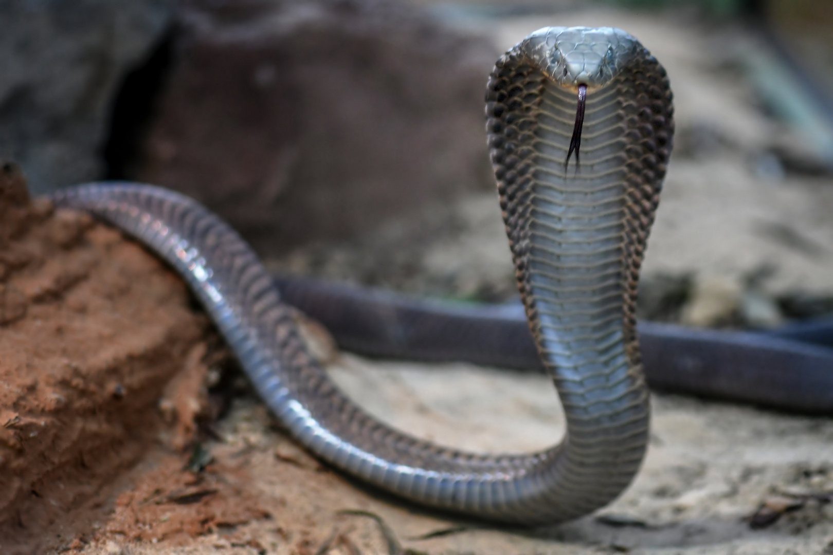 Kobra übernehmen Sie Foto & Bild | natur, tiere, reptilien Bilder auf ...
