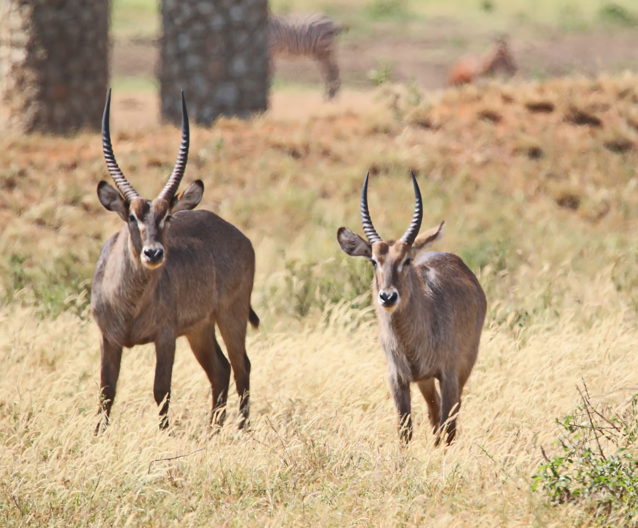 Kobus ellipsiprymnus