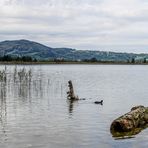 Kochelsee (1)