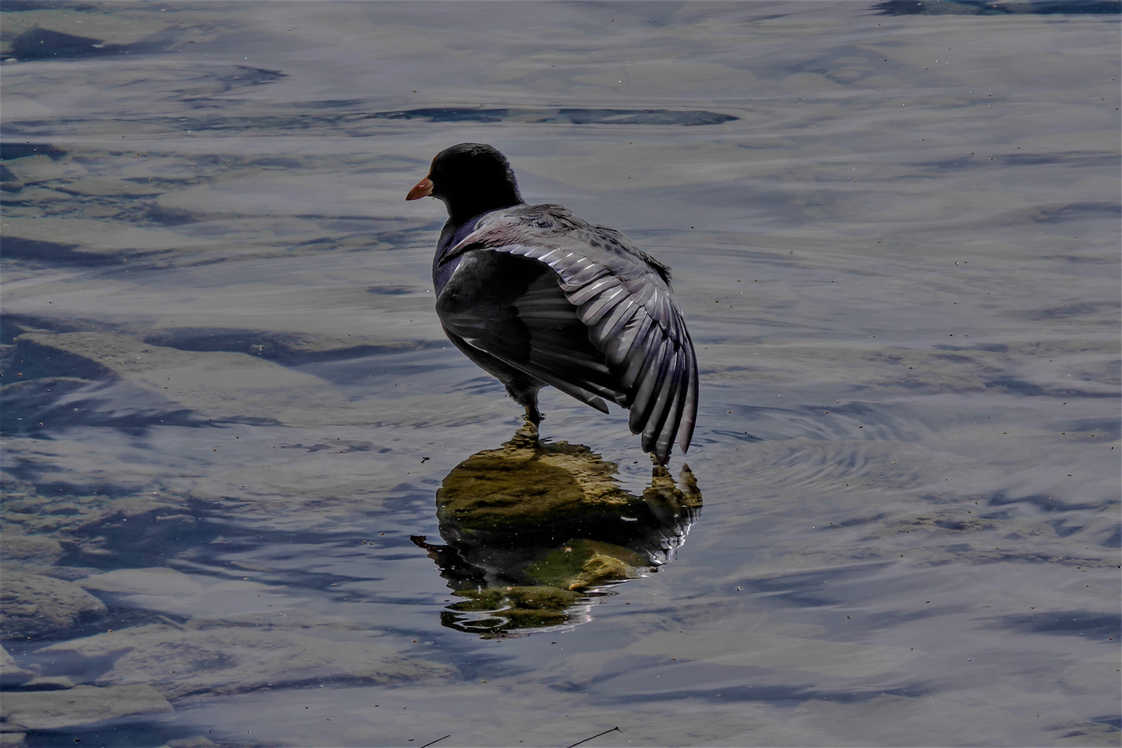 Kochelsee (6)