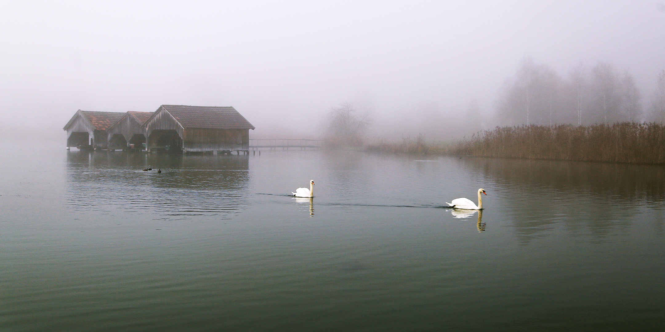 Kochelsee im Nebel 03