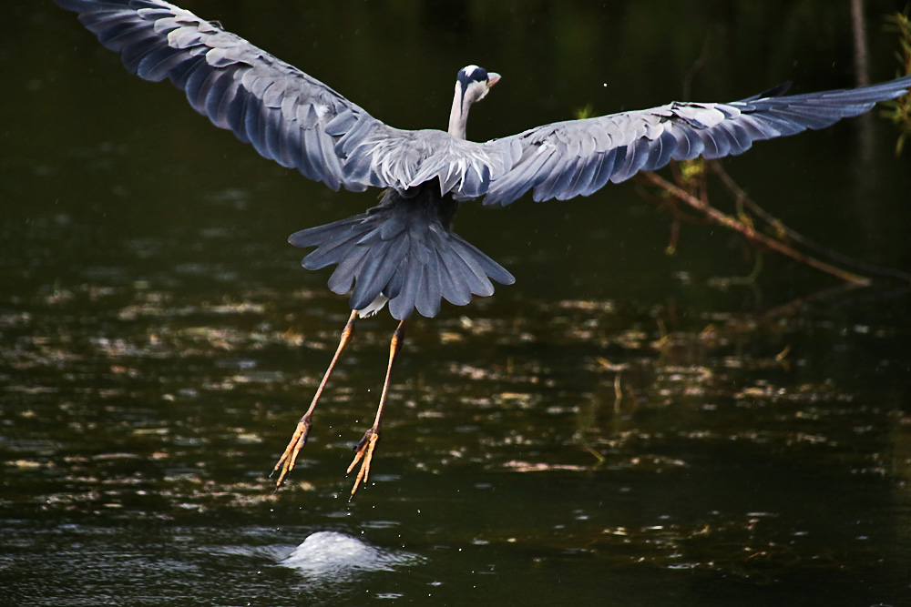 kochendes Wasser